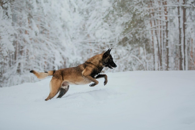 Working malinois dog. Belgian shepherd dog. Police, guard dog