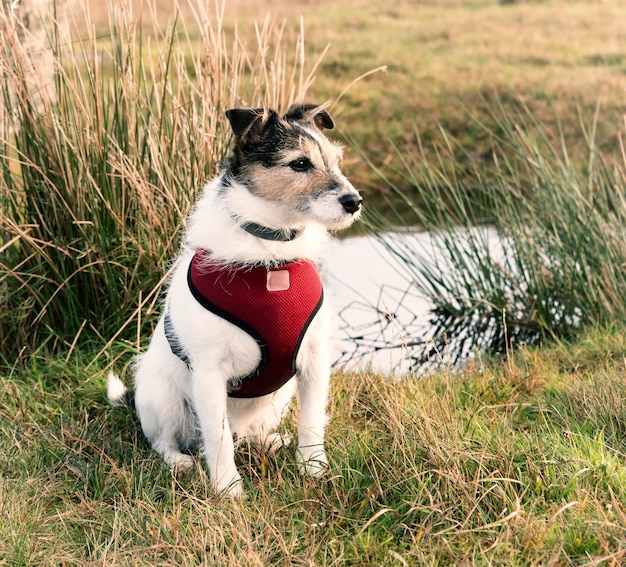 Working Terrier