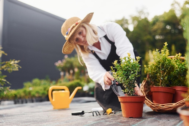 냄비에 식물을 가지고 작업 수석 여성은 낮에 정원에 있습니다 식물과 계절의 개념