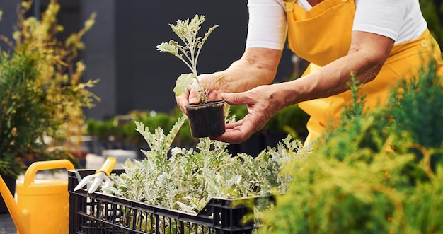 鉢植えの植物を扱う黄色い制服を着た年配の女性が昼間庭にいます