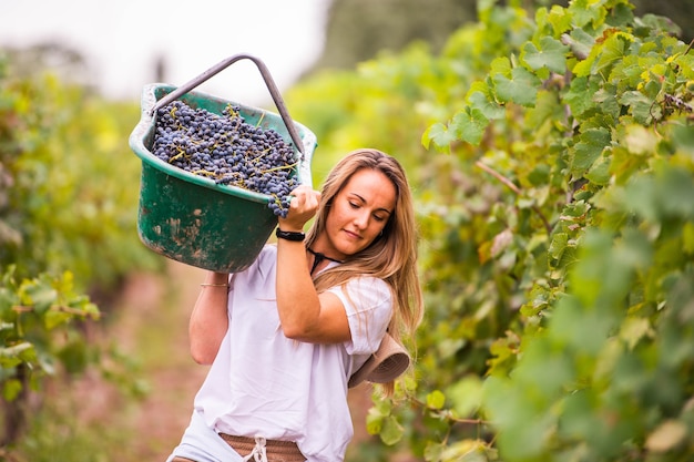 Работающая женщина в винограднике, несущая ящик с виноградом на плече