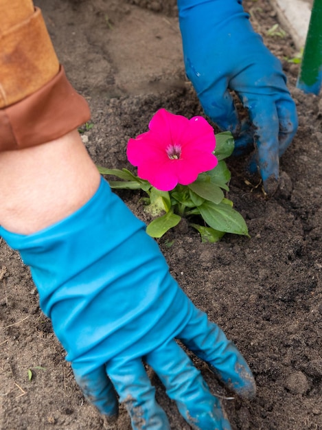 庭と花壇で動作します-地面の一時的な鉢からペチュニアの花を植えます