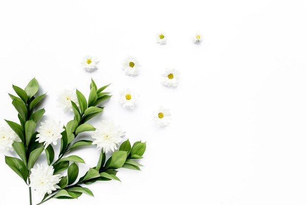 白い花の菊とカモミールの枝と葉が白い背景で隔離のワークスペースを置くフラット トップ ビュー