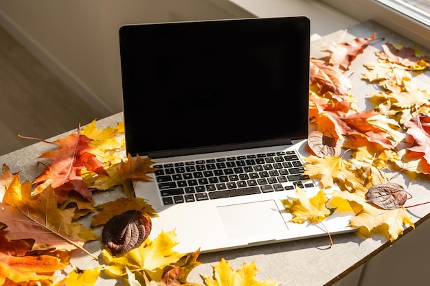 Workspace with yellow and red maple leaves. Desktop with laptop, fallen leaves on grey wooden background. Flat lay, top view.