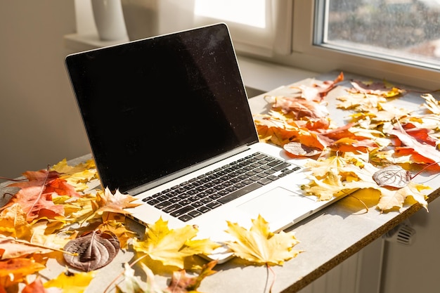 Workspace with yellow and red maple leaves. Desktop with laptop, fallen leaves on grey wooden background. Flat lay, top view.