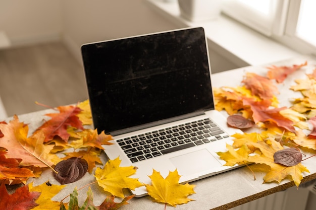 workspace with yellow and red maple leaves. desktop with laptop, fallen leaves on grey wooden background. flat lay, top view.