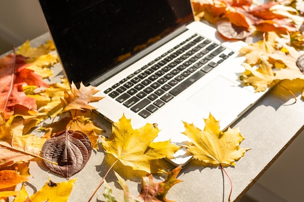 Workspace with yellow and red maple leaves. desktop with laptop, fallen leaves on grey wooden background