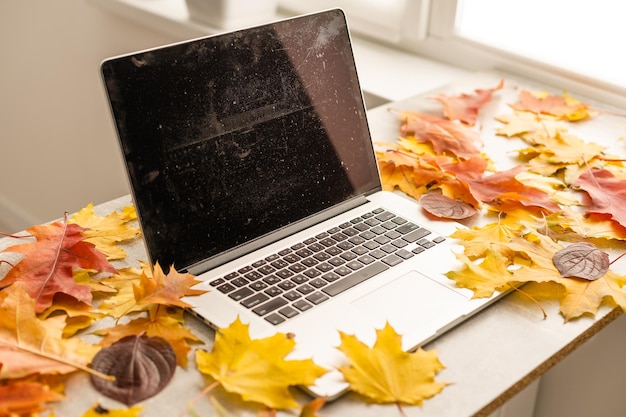 Workspace with yellow and red maple leaves. Desktop with laptop, fallen leaves on grey wooden background