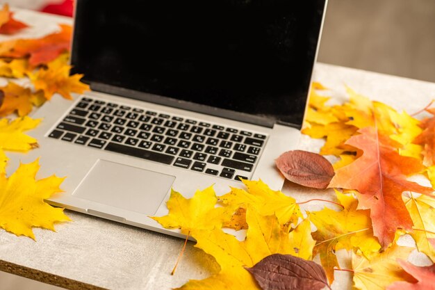 Workspace with yellow and red maple leaves. Desktop with laptop, fallen leaves on grey wooden background