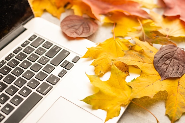 Area di lavoro con foglie di acero gialle e rosse. desktop con il computer portatile, foglie cadute su fondo di legno grigio