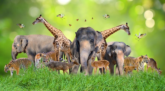 Photo world animal day world wildlife day groups of wild beasts were gathered in the hands of people