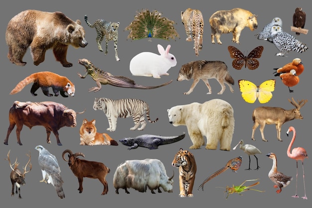사진 회색 투명 배경에 세계 동물의 날 동물 컬렉션
