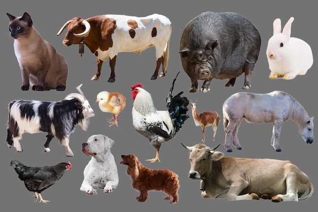 Photo world animals day domestic animals collection on grey transparent background