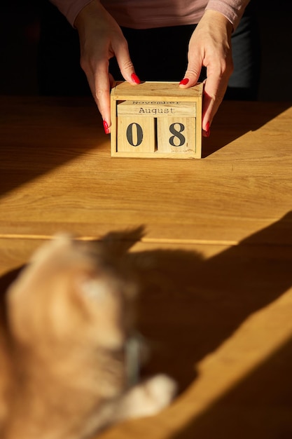 世界猫の日女性の手の変更は、8月8日の木製カレンダーに日付を設定します