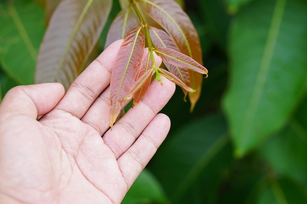 World environment day concept human hand touching leaf