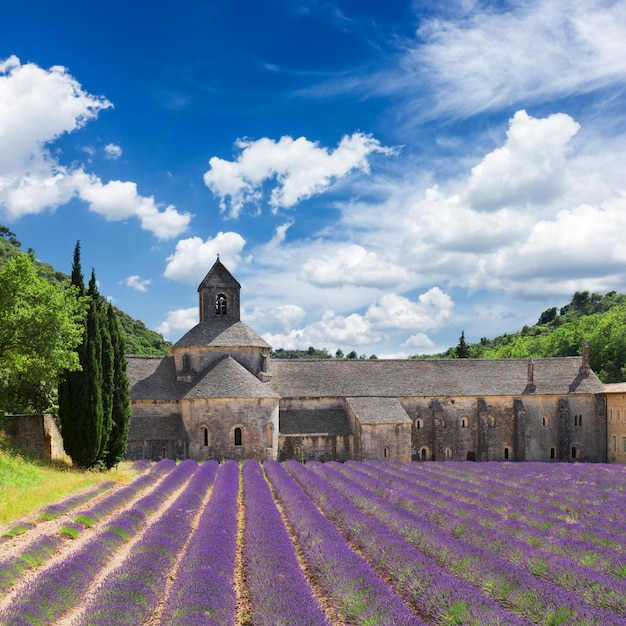 Photo world famous abbey senanque and blooming  lavender field france