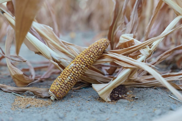 世界の食糧危機の概念秋の農業分野での farmer39s フィールドでのトウモロコシの不作