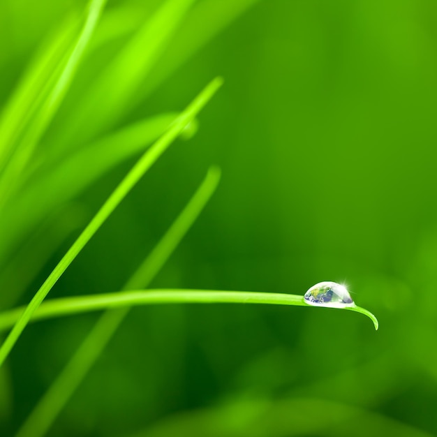 World into a Water Drop on Grass with copy space