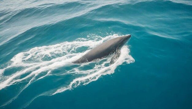 Foto giornata mondiale degli oceani un delfino che nuota nell'oceano con l'oceano sullo sfondo