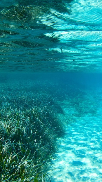 世界海草の日 海藻 コーラル 魚 海