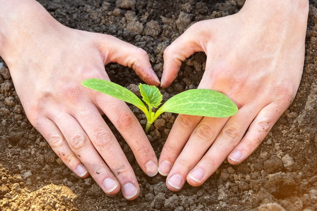 World soil day concept: human hands in the shape of a heart with a small sprout in the soil. Concept protect and save environment