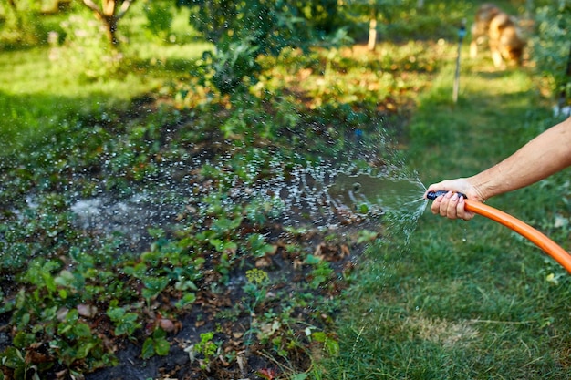 Giornata mondiale dell'acqua conpect donna che innaffia a mano le piante nel giardino da un tubo con un ugello usando l'estremità chiusa del tubo per fare spruzzi d'acqua