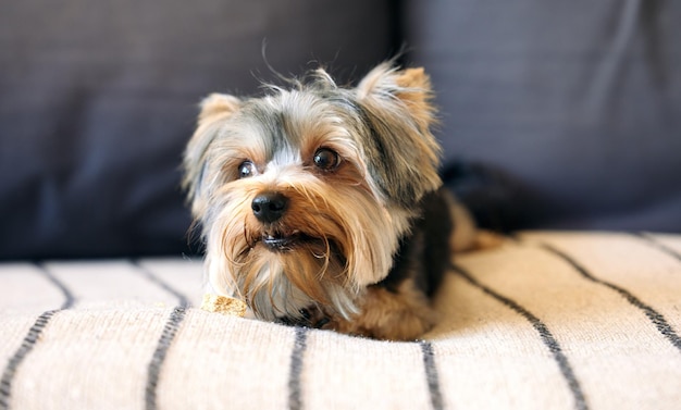 The worlds tiniest couch potato Shot of an adorable dog relaxing on a couch at home