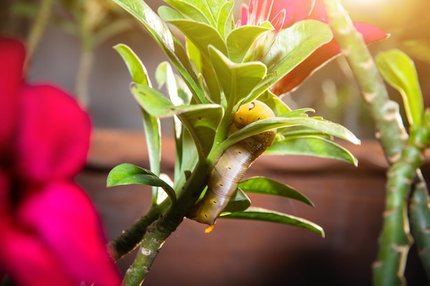 Bruchi di verme su un fiore di foglia verde con una foglia parzialmente mangiata, primo piano