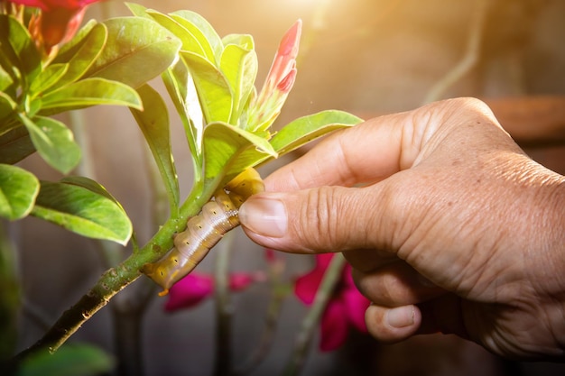 部分的に食べられた葉を持つ緑の葉の花のワームキャタピラー、クローズアップ