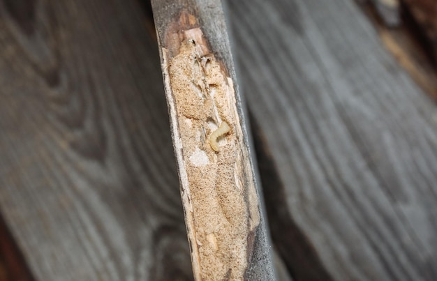 Worm die de houten plank eet Houtkever