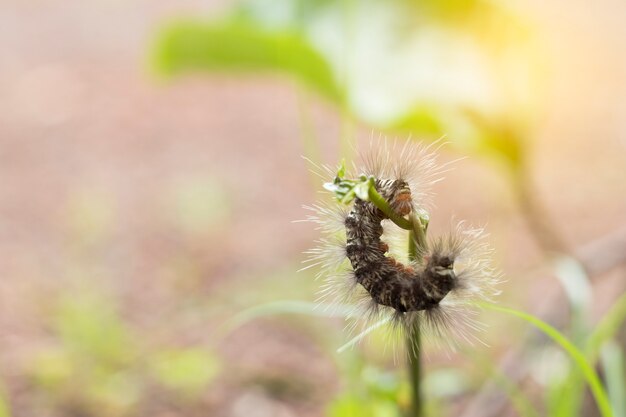 柔らかい光で緑の植物を食べるワーム