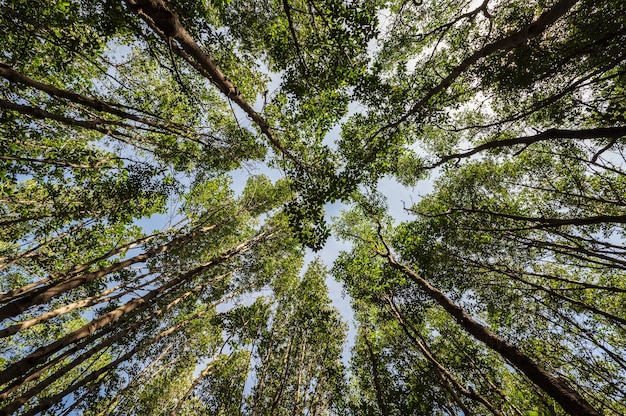 Worm eye view with the trees in the deep forest