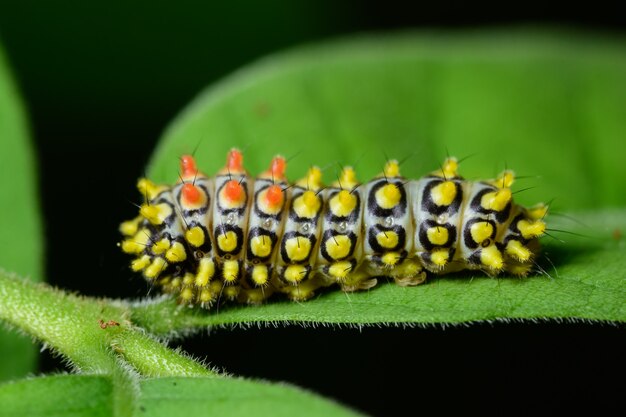 Worm Macro on a Wood