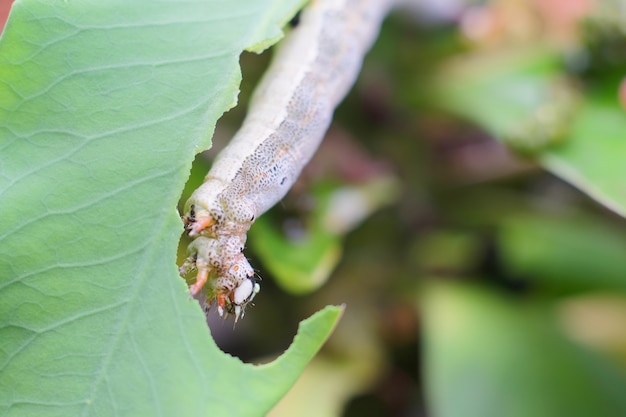 Фото Червь или гусеница едят зеленый лист
