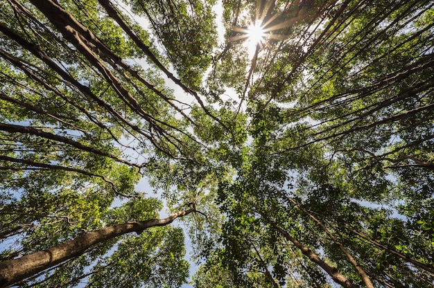 Wormperspectief met de bomen in het diepe bos