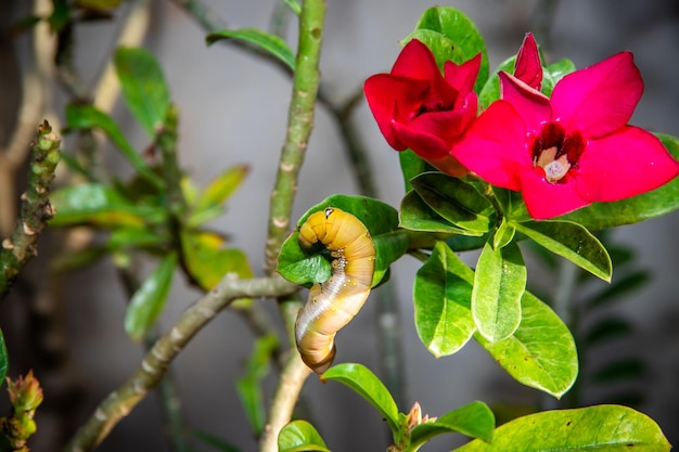 Wormrupsen op een groene bladbloem met een gedeeltelijk opgegeten blad, Close up