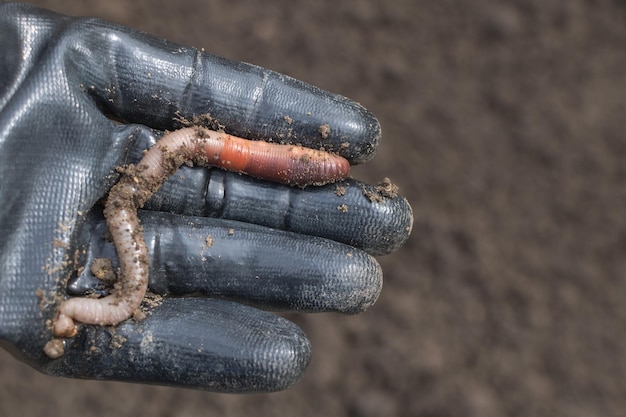 Worms in the hand of gloved worker closeup photo on black soil background