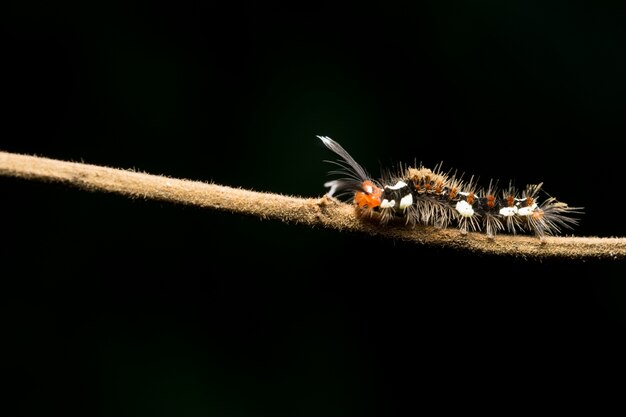 Worms walk on the branches.