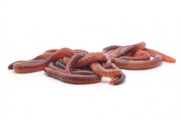 Worms