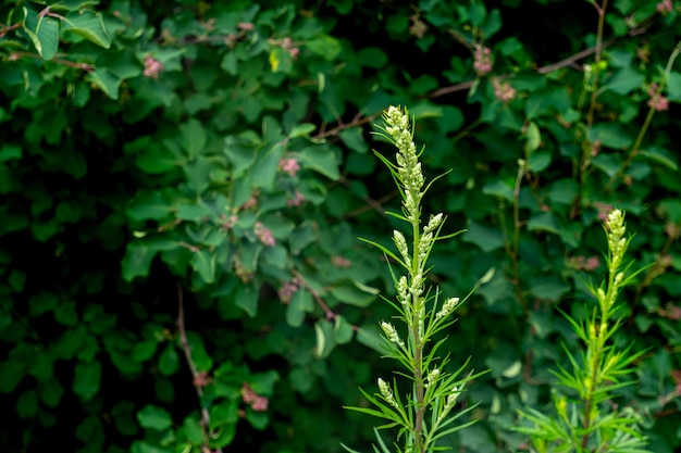 自然植物のぼやけた背景によもぎの茎