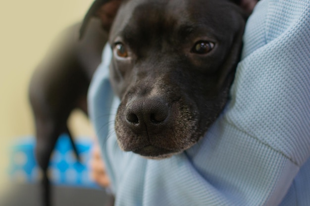 걱정스러운 블랙 핏불 개가 미용실에서 주인과 포옹하고 절차를 기다리는 애완동물 개념 스톡 사진