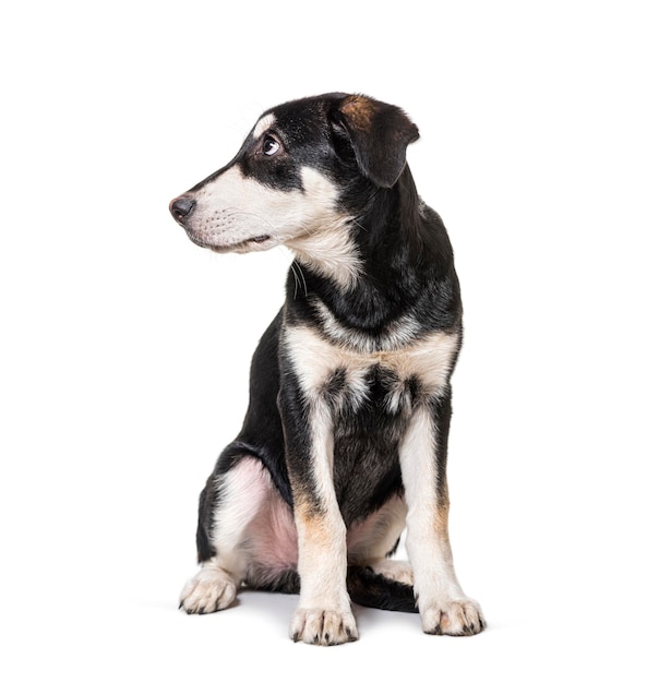 Worried Crossbreed dog looking away profile isolated on white