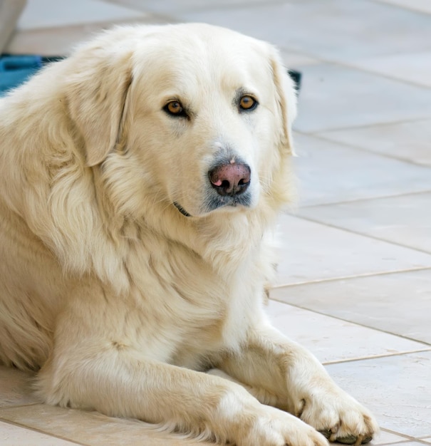 Worried dog looking at the camera