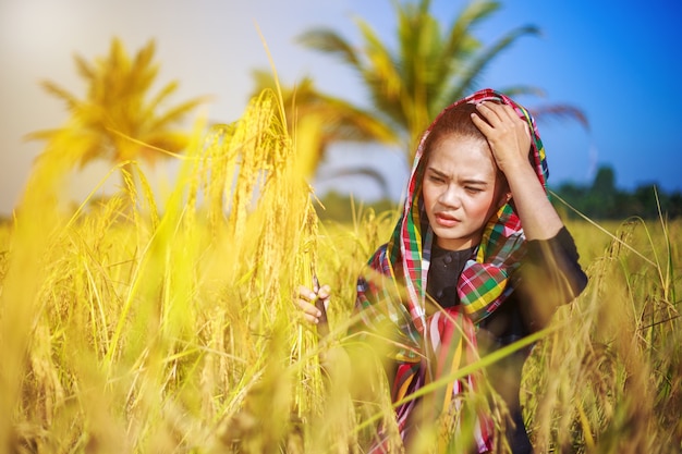 worried farmer using sickle to harvesting rice in field