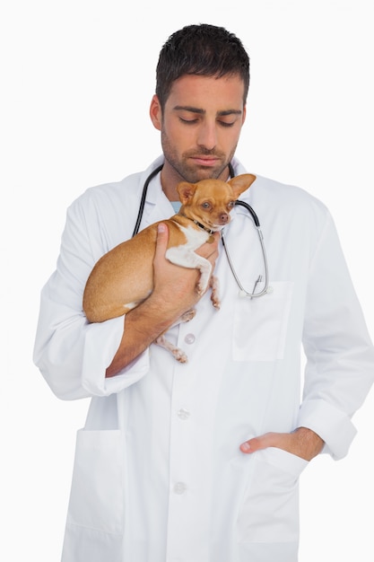 Worried vet holding chihuahua