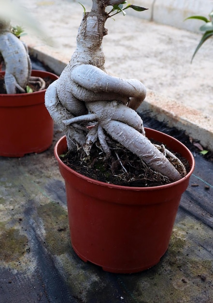 Wortel met een ongebruikelijke vorm, zoals de wortels van alruin. Ficus bonsai met vreemde magische wortel van dichtbij