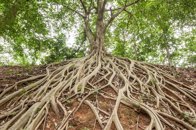 Wortel van de banyanboom.