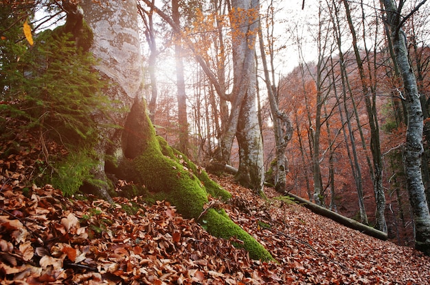 Wortel van tres met mos op de herfstbos met zonsondergang