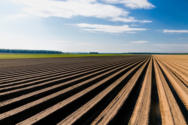 wortel veld landschap