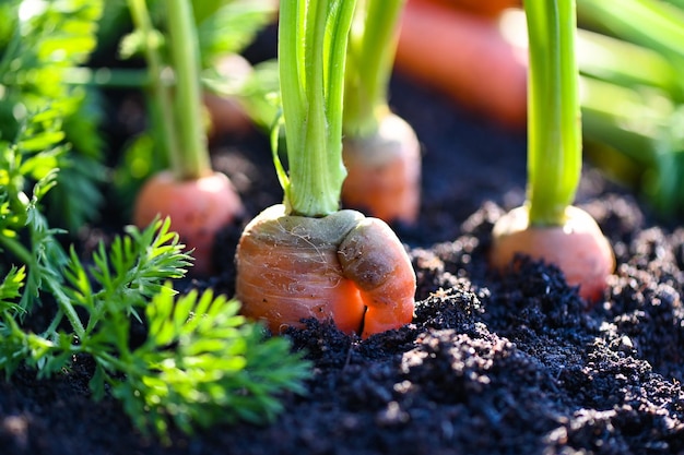 Wortelen groeien in de bodem biologische boerderij wortel op de grond verse wortelen groeien in wortelveld groente groeit in de tuin oogst landbouwproduct natuur